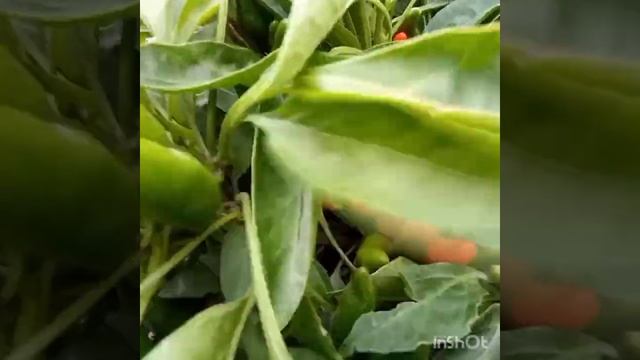 № 273 - Выкорчевали кусты томатов. смотреть онлайн