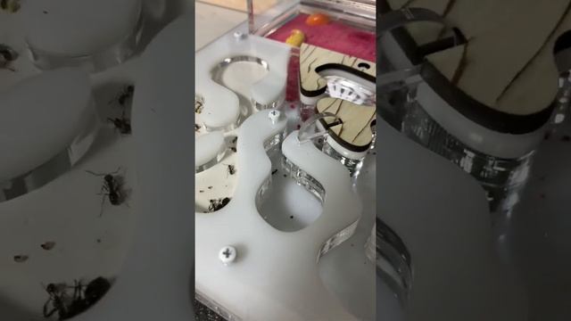 Муравьи!!! 🐜 часть 10 новый муравей смотреть онлайн