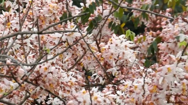 2016鹿鳴酒店泰國櫻(花旗木Cassia barkeriana.).mp4 смотреть онлайн
