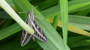 White-Lined Sphinx Moth Pees! COOL NATURE educational fun