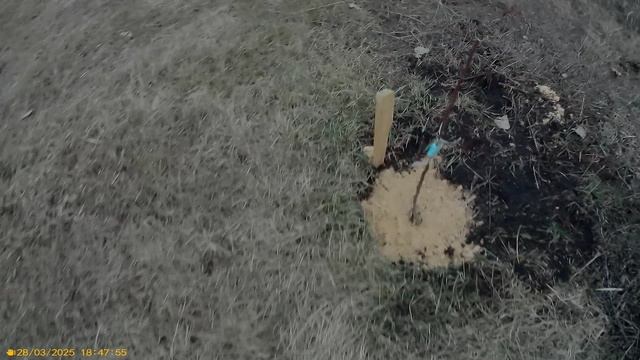 2 Посадка груш и яблонь