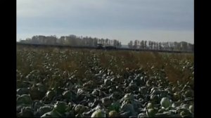 Уборка капусты