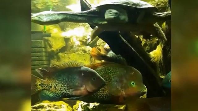 Алуштинский аквариум.На машине с детьми на море из Чувашии. Едем в Крым смотреть онлайн