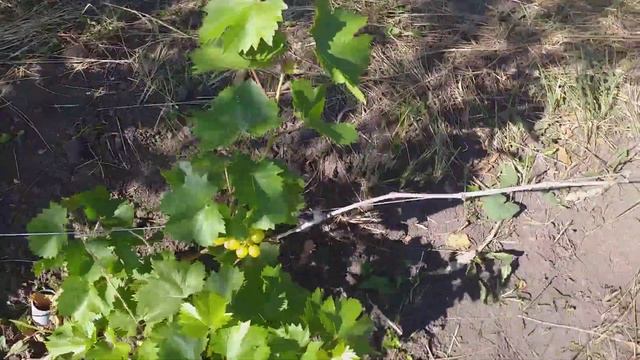 Наконец-то дождались!!!Сигнальные грозди винограда!!! смотреть онлайн