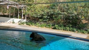 Слон плавает в зоопарке Khao Kheow Open Zoo, Паттайя, Тайланд
