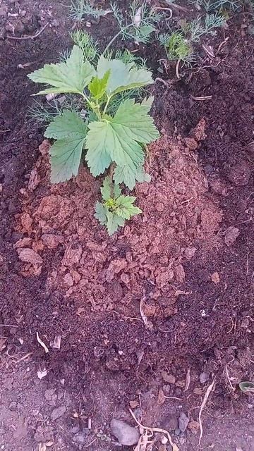 Размножение из семян смородины смотреть онлайн