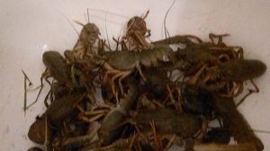 Раки улов
