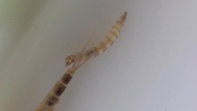 Tabanidae (DIPTERA) смотреть онлайн