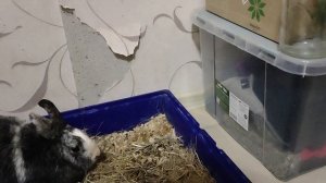 Кролик Путька убежал, кормлю второго...