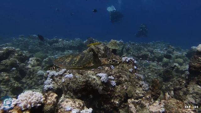 Scuba diving Mauritius August 2022 @mybasedivingmauritius4158