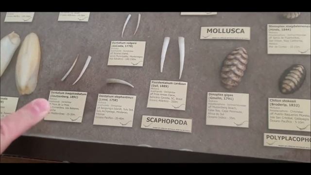 Visitando a exposição de Geodiversidade e Biodiversidade dos Oceanos e suas Curiosidades. смотреть онлайн