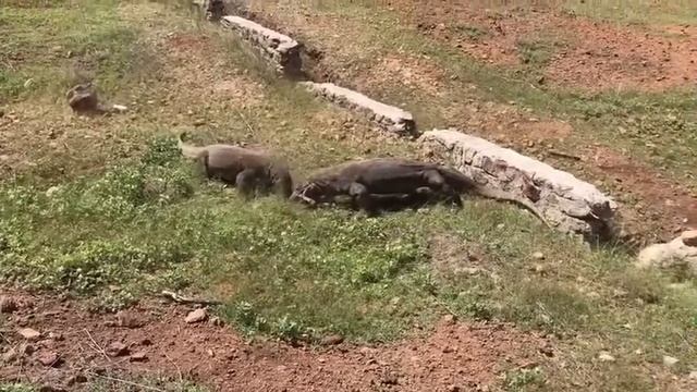 📹 Комодский варан схватил козла смотреть онлайн