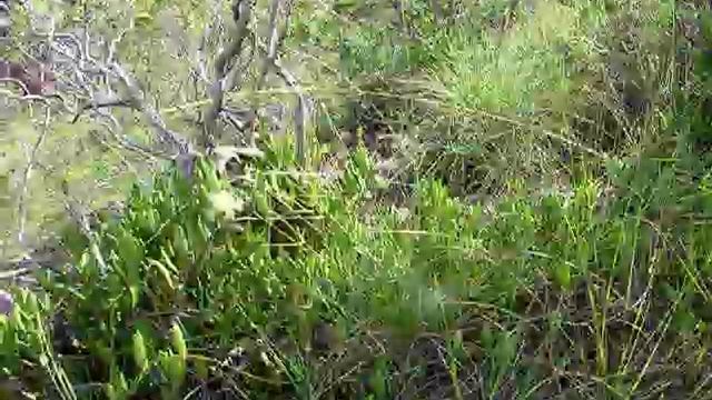 6.03.10. Litchfield National Park, Hoya australis ssp. rupicola, Apocynaceae - Asclepiadoideae смотреть онлайн