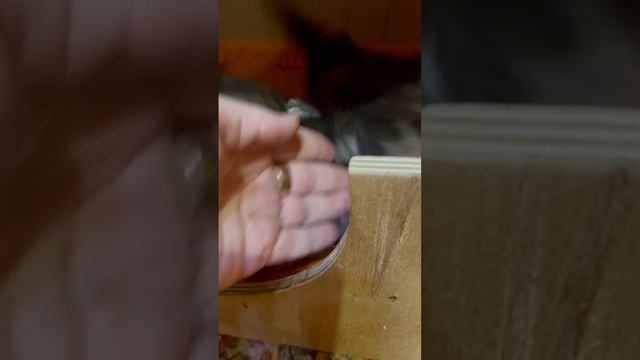 #животные #котята #любимые #мейнкун #кот #питомник #мимимишки #кошка #maincoon #cat #продажа смотреть онлайн