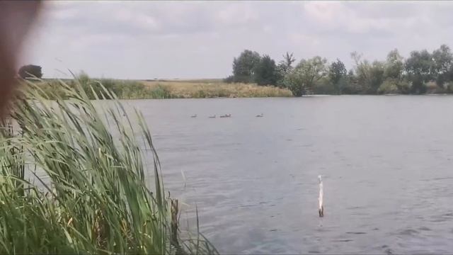 Эх хвост, чешуя ни поймал я ничего
