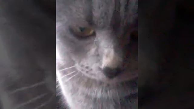 Ева хочет на балкон :3 смотреть онлайн