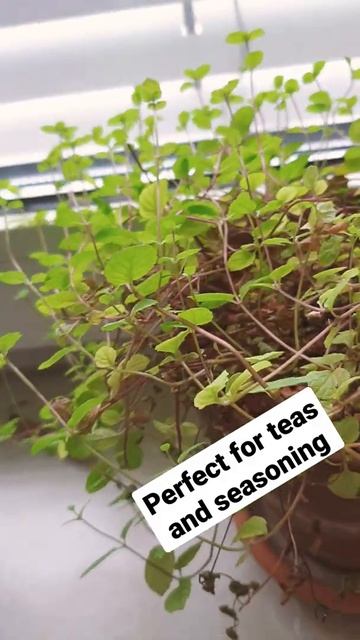 Home-Grown Mint смотреть онлайн