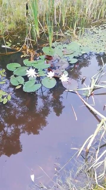 В Подмосковье растут лотосы смотреть онлайн