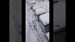 Убрал подушку в улье из пеноплекса