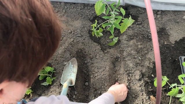 Что надо сделать Для раннего урожая огурцов