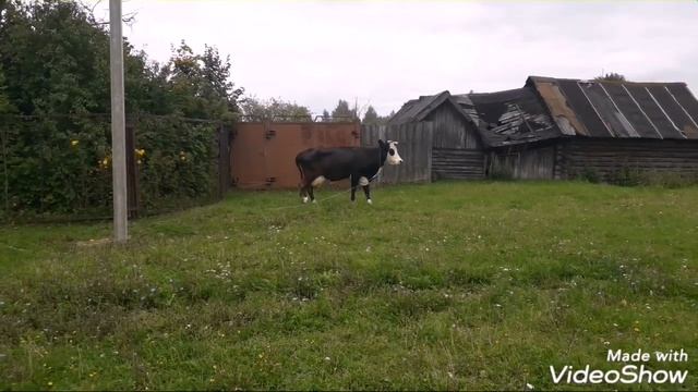 Мечты сбываются! Купили корову))) смотреть онлайн
