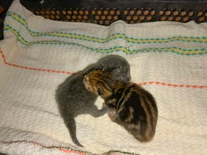 стрим но с котятами
