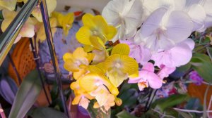Новые пыхтят. Не зря помогли и я ее купила. Арт Нуво бабочка после гнили.