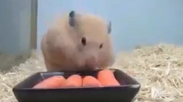 хомяк кушает морковку
