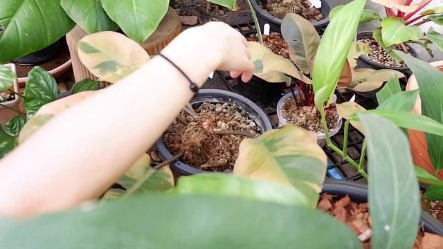 รววตนไม EP.2  วาวไมหยด จะปงปรเยขนาดไหน  SENSETHITA