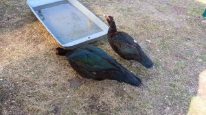 Погода прекрасная! ☀️ Доделали выгул индоутям🦆 Уборка теплицы начата! 🏡