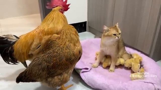 Петух и курица в замешательстве! Котенок отводит цыплят спать к маме-кошке - 2024 год