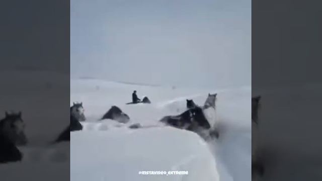 Снег против лошадь.победитель одно.??? смотреть онлайн