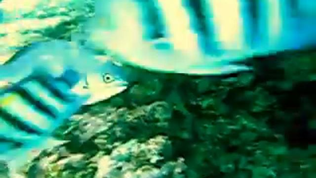 MVI 7  Медный кифоз - Kyphosus vaigiensis - Brassy rudderfish Под пантоном