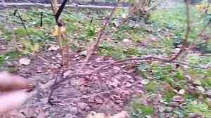 Когда укрывать виноград, вызревание лозы.