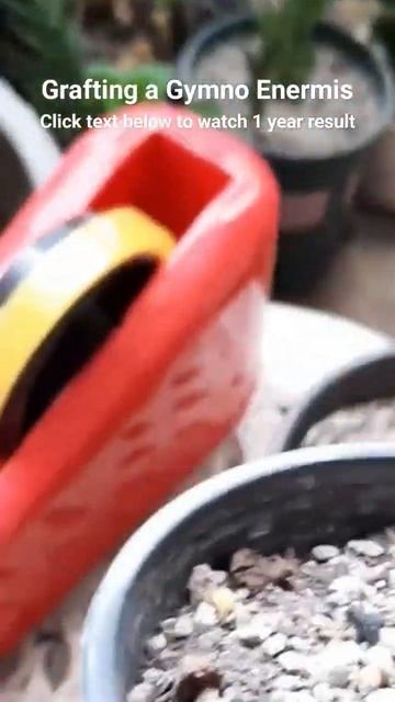 Grafting a gymo inermis