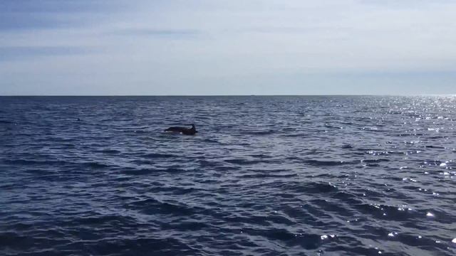 Разговор с дельфинами! смотреть онлайн