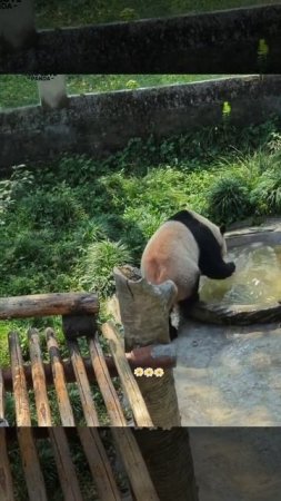 DingDing из Чунцина играет с водяным драконом