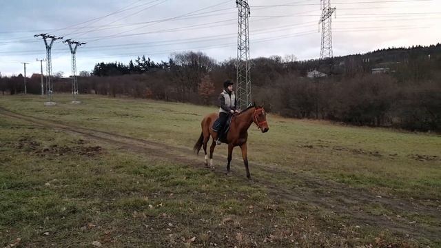 Наша первая верховая прогулка смотреть онлайн