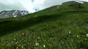 Природа кыргызстан кара шоро