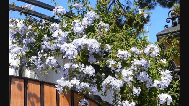 Climbing Plants.wmv