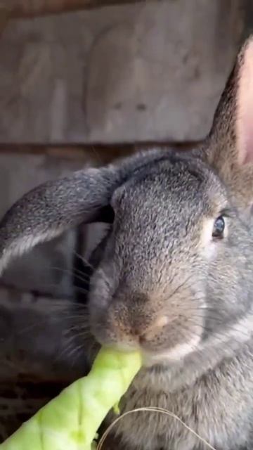 Ох и вкусная же капуста, кролик хрустит вовсю 🐇 смотреть онлайн