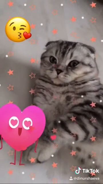 Шотландский кот Grey смотреть онлайн