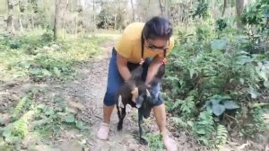 GoAt SittiNg Full Weight  siittiNg goAt