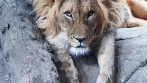 Лев загрыз 14-летнюю девочку в Кении