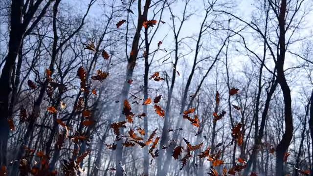 Виктор Герасименко  "Ветер листья уносит", мелодекламация, читает автор.