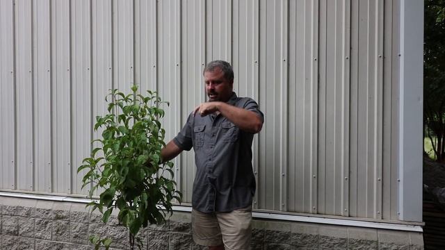 How to grow White Dogwoods - Cornus florida - White Flowering Native to the Eastern US смотреть онлайн