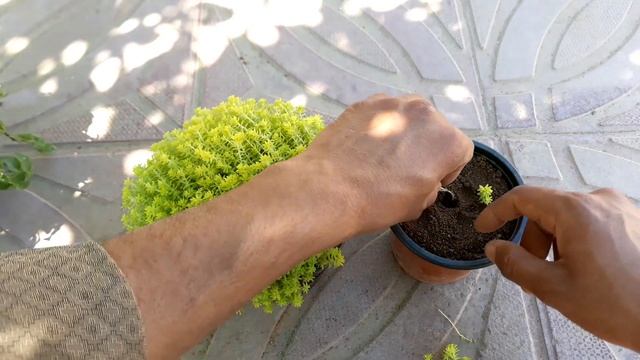 How to Propogate lemon coral sedum from cuttings with 30 days result (اردو/हिंदी) смотреть онлайн