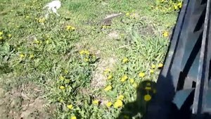 Активный плуг Михаила Лисицы