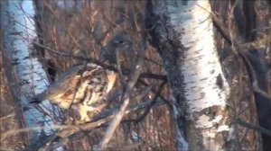 Grouse in the woods. Рябчик в лесу.