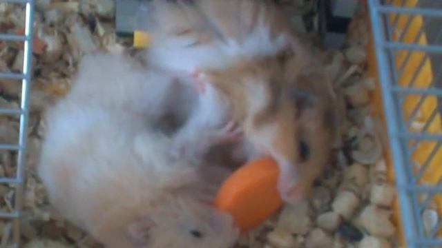 Хомяки и морковка.3gp смотреть онлайн